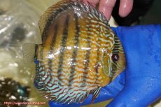 画像3: 【ワイルドディスカス】【通販】【未開の新産地個体】ラーゴサポ パールロイヤル【個体販売】15-16cm(生体)ラーゴサポ産 (3)