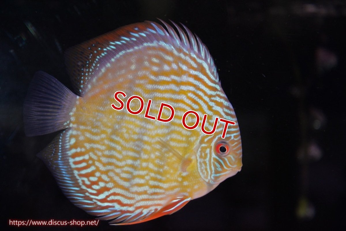 画像1: 【ウィンターセール対象個体】【ワイルドディスカス】【通販】【未開の新産地個体】ラーゴサポ パールロイヤル【個体販売】15-16cm（生体）ラーゴサポ産 (1)