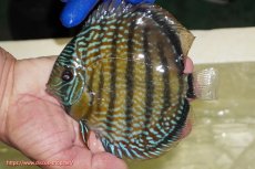 画像1: 【ワイルドディスカス】【通販】【未開の新産地個体】ラーゴサポ パールロイヤル【個体販売】15-16cm(生体)(生体)ラーゴサポ産 (1)