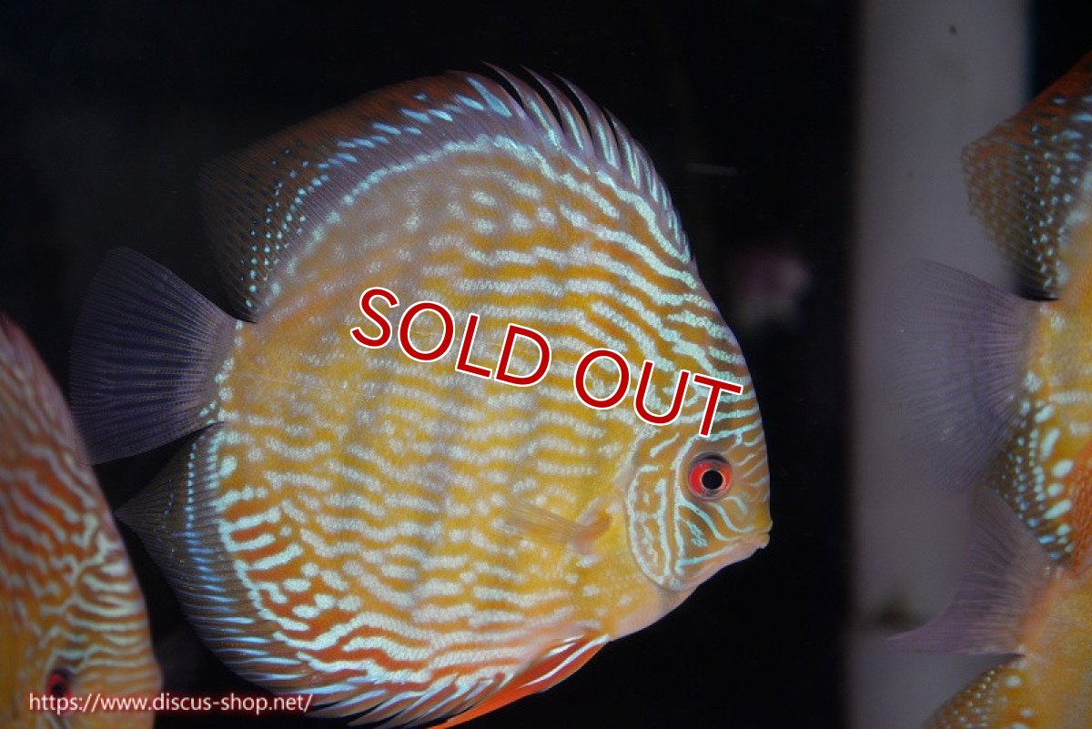 画像2: 【ウィンターセール対象個体】【ワイルドディスカス】【通販】【未開の新産地個体】ラーゴサポ パールロイヤル【個体販売】15-16cm（生体）ラーゴサポ産 (2)