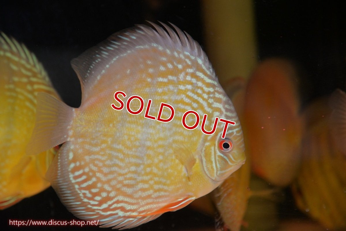 画像3: 【ウィンターセール対象個体】【ワイルドディスカス】【通販】【未開の新産地個体】ラーゴサポ パールロイヤル【個体販売】15-16cm（生体）ラーゴサポ産 (3)