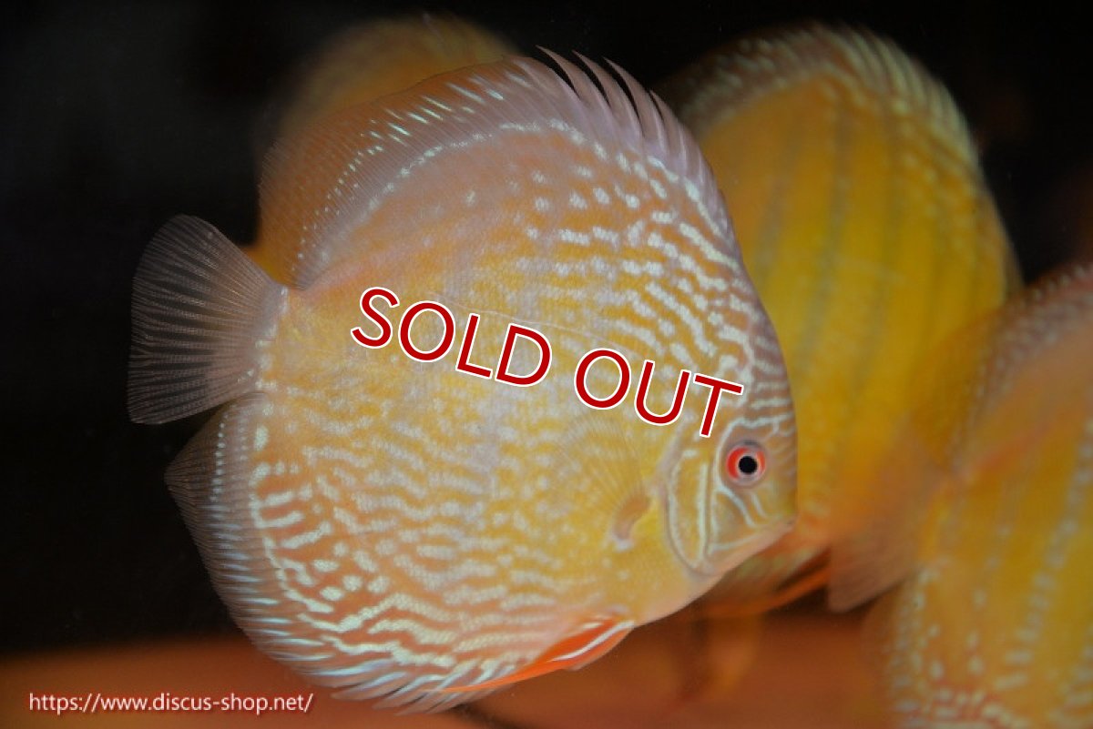 画像4: 【ウィンターセール対象個体】【ワイルドディスカス】【通販】【未開の新産地個体】ラーゴサポ パールロイヤル【個体販売】15-16cm（生体）ラーゴサポ産 (4)