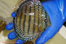 画像4: 【ウィンターセール対象個体】【ワイルドディスカス】【通販】【未開の新産地個体】ラーゴサポ パールロイヤル【個体販売】15-16cm（生体）ラーゴサポ産 (4)