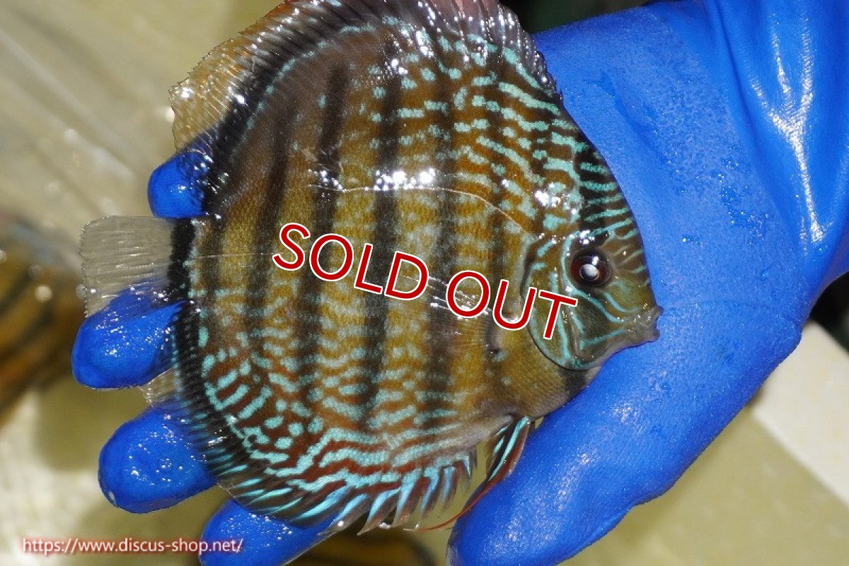 画像6: 【ウィンターセール対象個体】【ワイルドディスカス】【通販】【未開の新産地個体】ラーゴサポ パールロイヤル【個体販売】15-16cm（生体）ラーゴサポ産 (6)