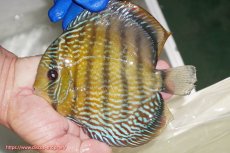 画像1: 【ワイルドディスカス】【通販】【未開の新産地個体】ラーゴサポ パールロイヤル【個体販売】15-16cm(生体)(生体)ラーゴサポ産 (1)