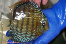 画像4: 【ウィンターセール対象個体】【ワイルドディスカス】【通販】【未開の新産地個体】ラーゴサポ パールロイヤル【個体販売】15-16cm（生体）ラーゴサポ産 (4)