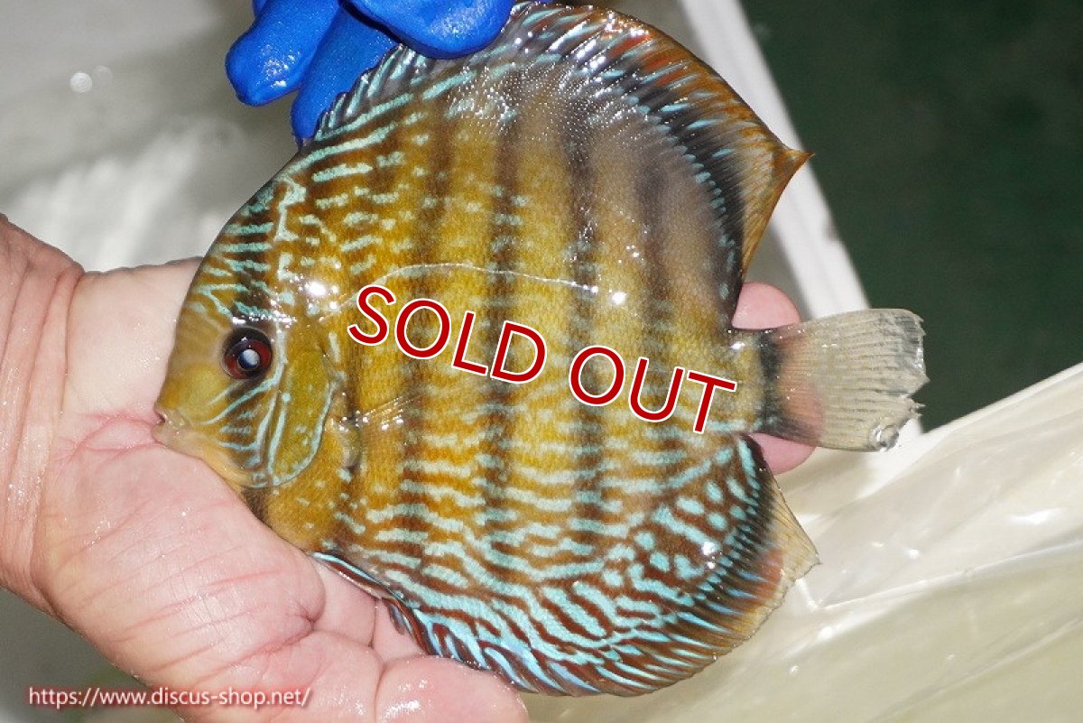 画像5: 【クーポン対象個体 1匹購入で10%OFF 2匹購入で15%OFF 3匹購入で20%OFF】【ワイルドディスカス】【通販】【未開の新産地個体】ラーゴサポ パールロイヤル【個体販売】15-16cm（生体）ラーゴサポ産 (5)
