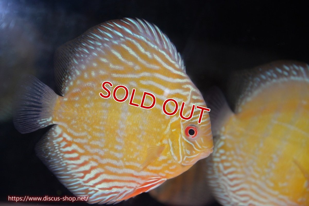 画像1: 【ワイルドディスカス】【通販】【未開の新産地個体】ラーゴサポ パールロイヤル【個体販売】15-16cm（生体）ラーゴサポ産 (1)