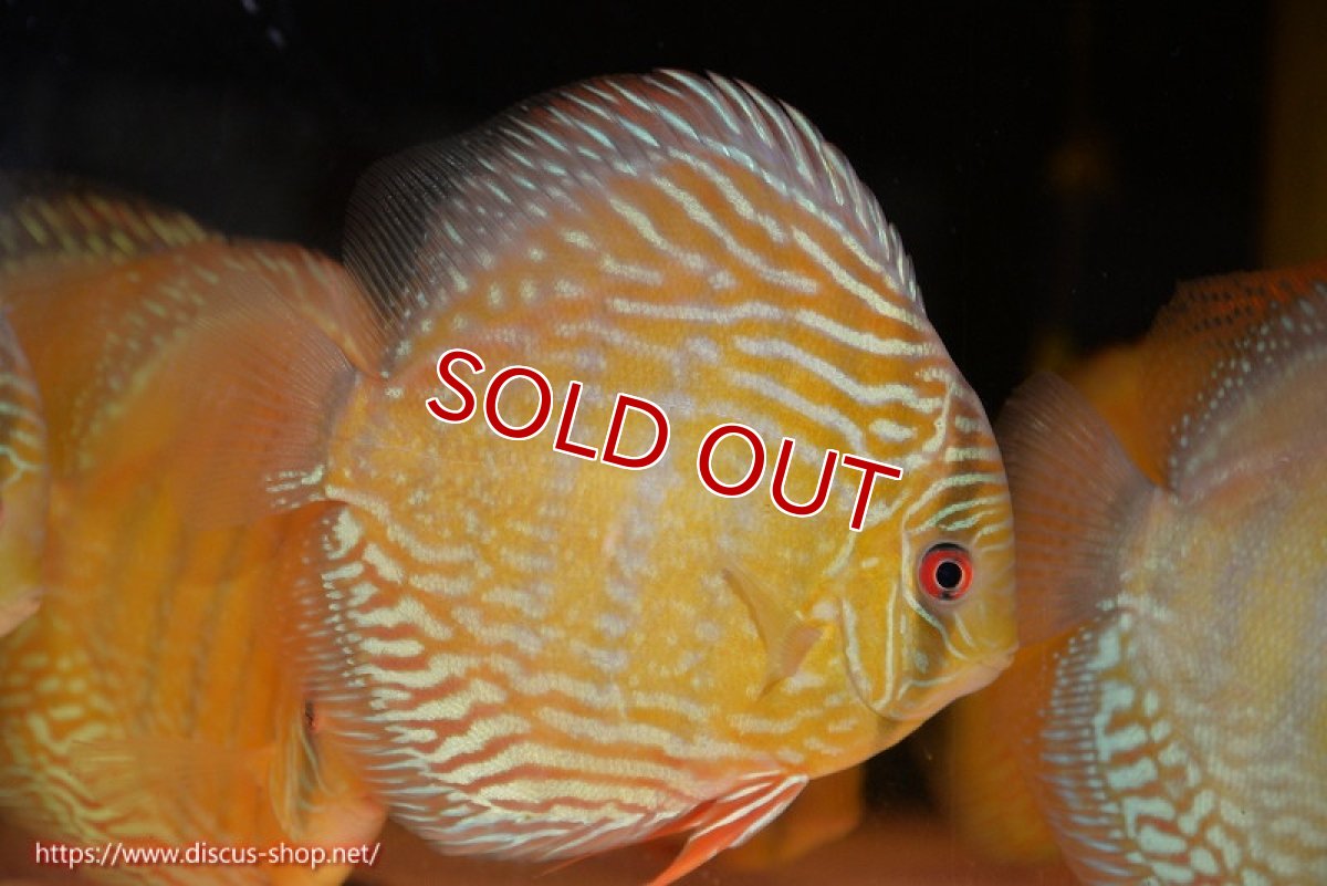 画像2: 【ワイルドディスカス】【通販】【未開の新産地個体】ラーゴサポ パールロイヤル【個体販売】15-16cm（生体）ラーゴサポ産 (2)