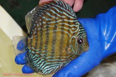画像2: 【ワイルドディスカス】【通販】【未開の新産地個体】ラーゴサポ パールロイヤル【個体販売】15-16cm(生体)(生体)ラーゴサポ産 (2)