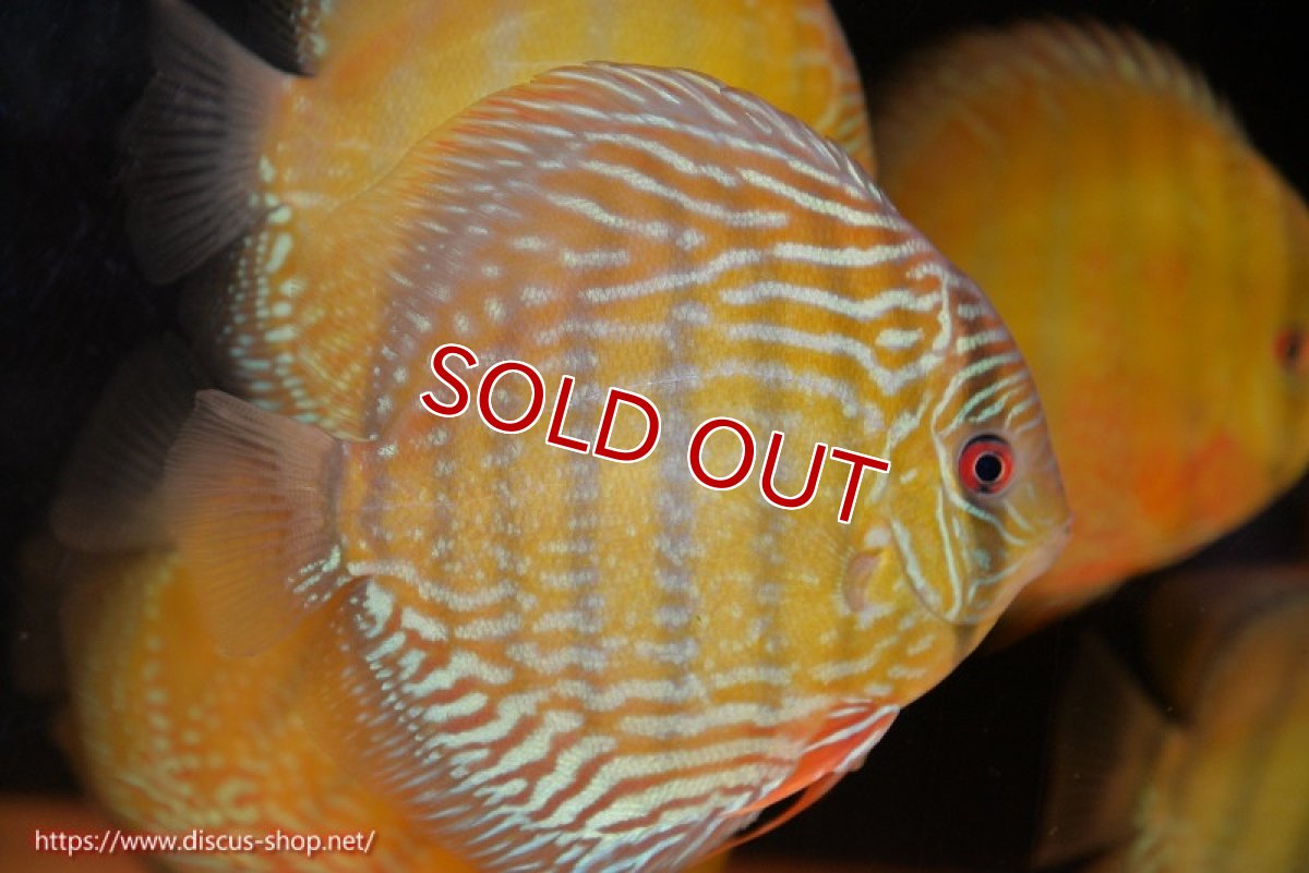 画像3: 【ワイルドディスカス】【通販】【未開の新産地個体】ラーゴサポ パールロイヤル【個体販売】15-16cm（生体）ラーゴサポ産 (3)