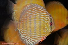 画像3: 【ワイルドディスカス】【通販】【未開の新産地個体】ラーゴサポ パールロイヤル【個体販売】15-16cm（生体）ラーゴサポ産 (3)