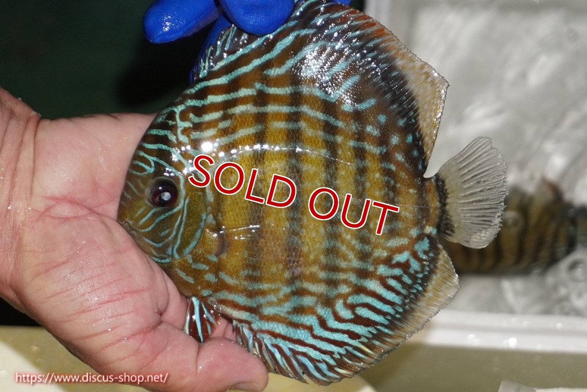 画像4: 【ワイルドディスカス】【通販】【未開の新産地個体】ラーゴサポ パールロイヤル【個体販売】15-16cm（生体）ラーゴサポ産 (4)