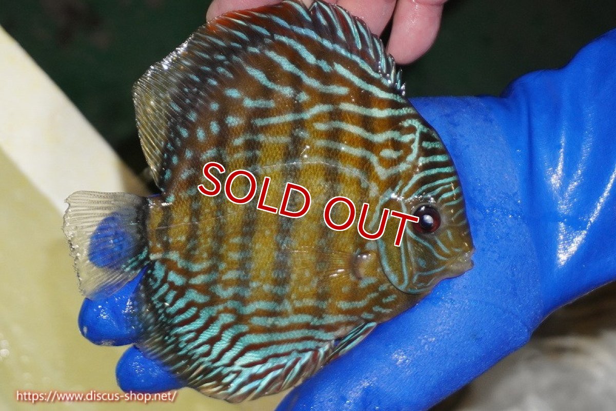 画像5: 【ワイルドディスカス】【通販】【未開の新産地個体】ラーゴサポ パールロイヤル【個体販売】15-16cm（生体）ラーゴサポ産 (5)