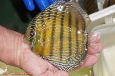 画像1: 【ワイルドディスカス】【通販】【未開の新産地個体】ラーゴサポ パールロイヤル【個体販売】15-16cm(生体)(生体)ラーゴサポ産 (1)