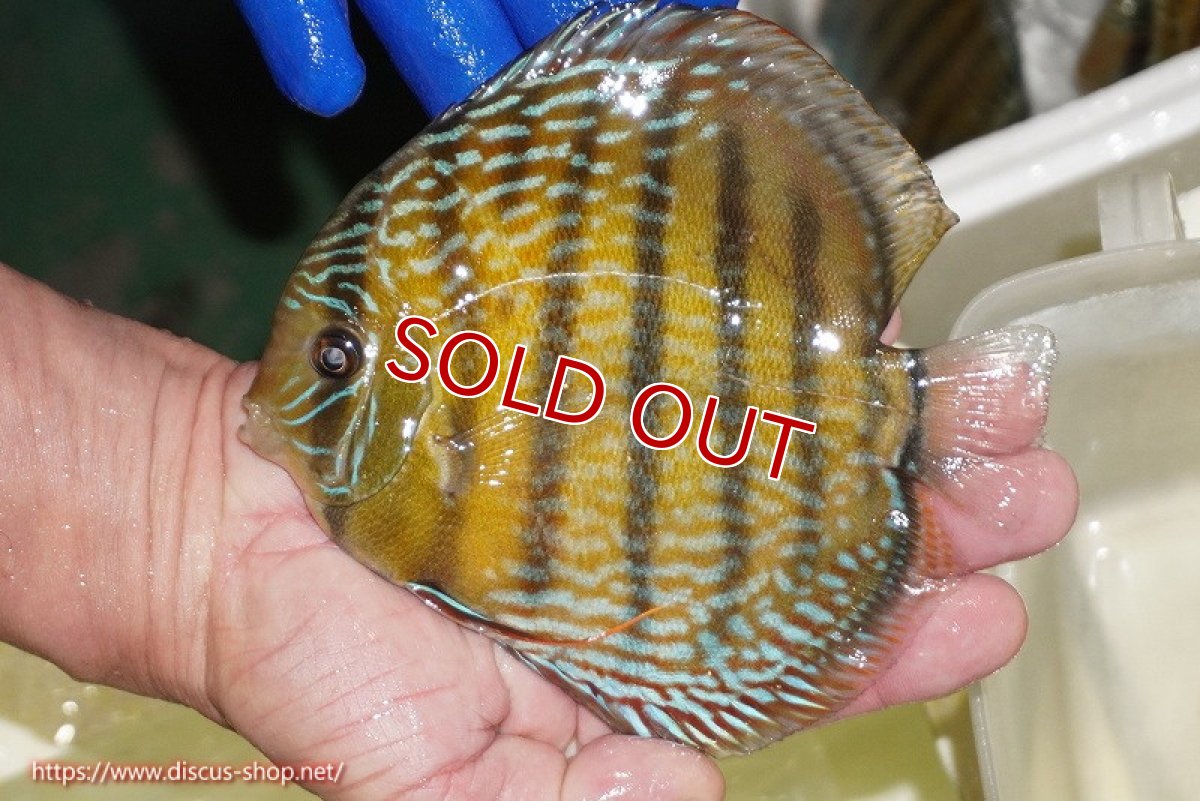 画像3: 【ウィンターセール対象個体】【ワイルドディスカス】【通販】【未開の新産地個体】ラーゴサポ パールロイヤル（金目）【個体販売】15-16cm（生体）ラーゴサポ産 (3)