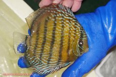 画像4: 【ウィンターセール対象個体】【ワイルドディスカス】【通販】【未開の新産地個体】ラーゴサポ パールロイヤル（金目）【個体販売】15-16cm（生体）ラーゴサポ産 (4)