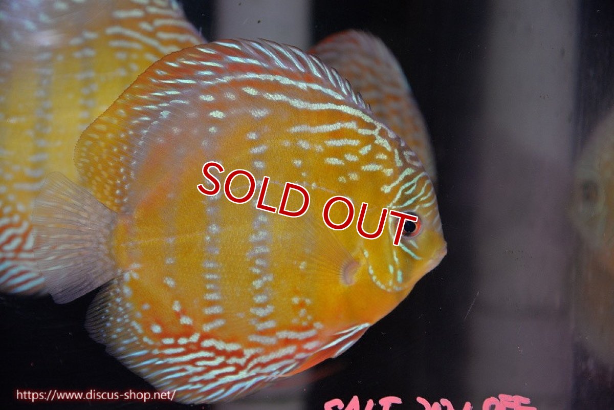 画像1: 【決算セール対象個体】【ワイルドディスカス】【通販】【未開の新産地個体】ラーゴサポ ミドルパールロイヤル【個体販売】15-16cm（生体）ラーゴサポ産 (1)