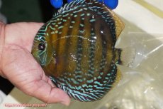 画像1: 【ワイルドディスカス】【通販】【未開の新産地個体】ラーゴサポ ミドルパールロイヤル【個体販売】15-16cm(生体)(生体)ラーゴサポ産 (1)
