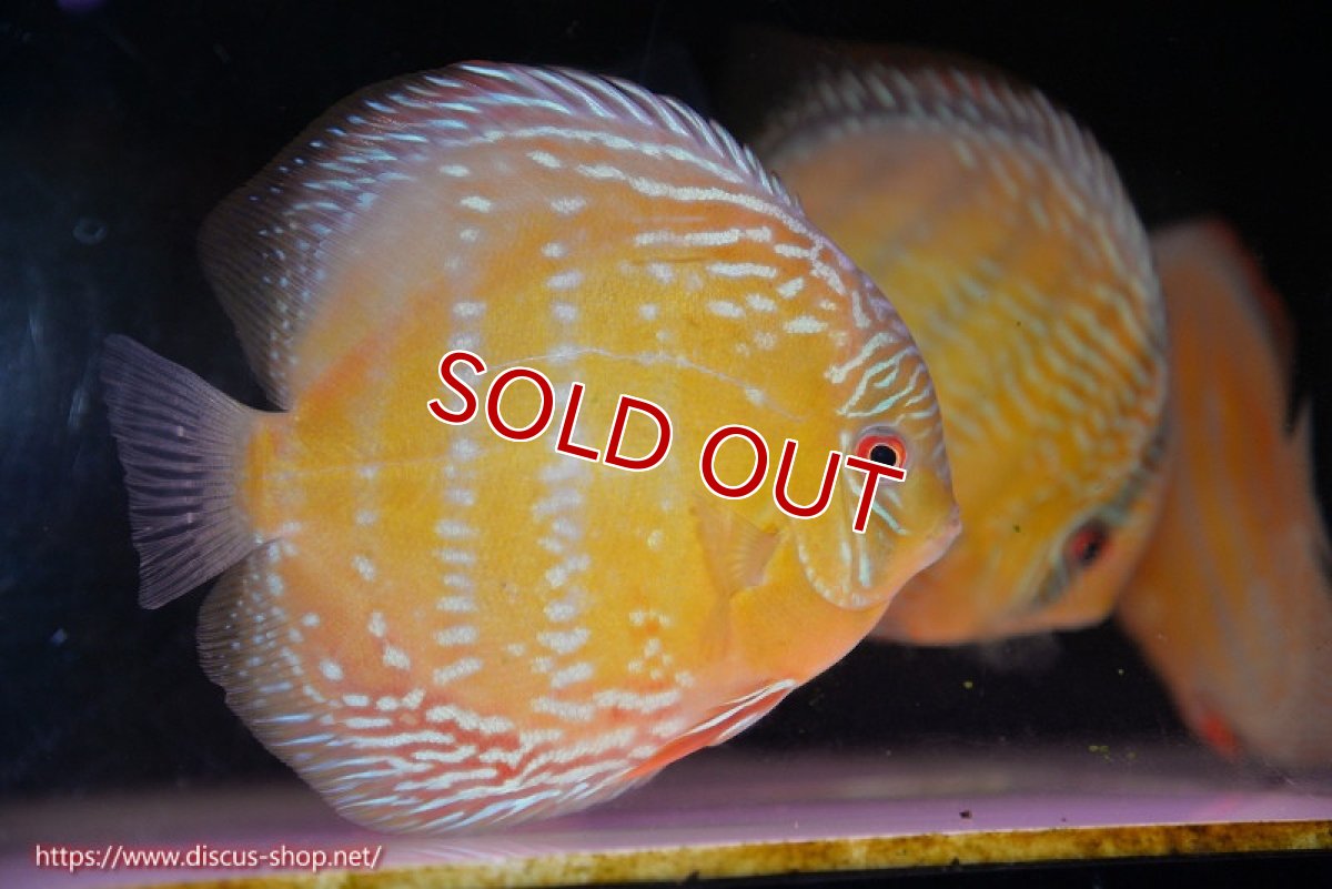 画像2: 【決算セール対象個体】【ワイルドディスカス】【通販】【未開の新産地個体】ラーゴサポ ミドルパールロイヤル【個体販売】15-16cm（生体）ラーゴサポ産 (2)