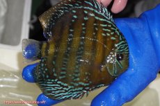 画像2: 【ワイルドディスカス】【通販】【未開の新産地個体】ラーゴサポ ミドルパールロイヤル【個体販売】15-16cm(生体)(生体)ラーゴサポ産 (2)