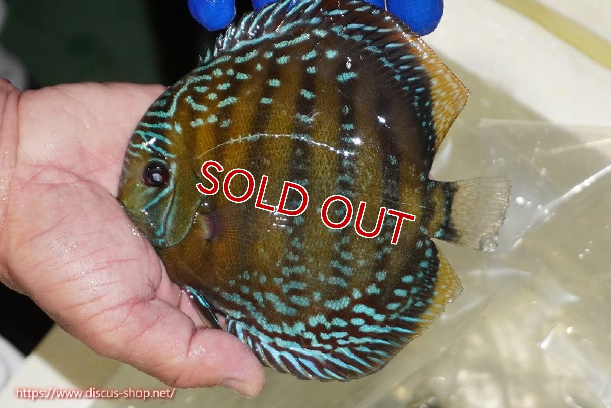 画像3: 【決算セール対象個体】【ワイルドディスカス】【通販】【未開の新産地個体】ラーゴサポ ミドルパールロイヤル【個体販売】15-16cm（生体）ラーゴサポ産 (3)