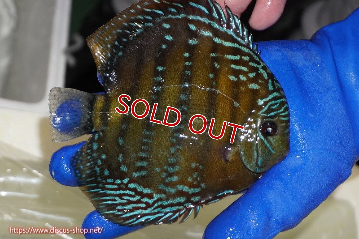 画像4: 【決算セール対象個体】【ワイルドディスカス】【通販】【未開の新産地個体】ラーゴサポ ミドルパールロイヤル【個体販売】15-16cm（生体）ラーゴサポ産 (4)