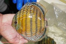 画像1: 【ワイルドディスカス】【通販】【未開の新産地個体】ラーゴサポ ミドルパールロイヤル【個体販売】15-16cm(生体)(生体)ラーゴサポ産 (1)