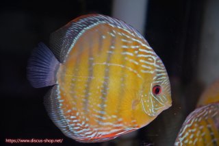 ペットバルーンEX | ワイルドディスカスネット通販専門店
