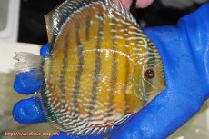 画像4: 【ウィンターセール対象個体】【ワイルドディスカス】【通販】【未開の新産地個体】ラーゴサポ ミドルパールロイヤル【個体販売】15-16cm（生体）ラーゴサポ産 (4)