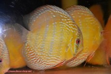 画像3: 【ウィンターセール対象個体】【ワイルドディスカス】【通販】【未開の新産地個体】ラーゴサポ ミドルパールロイヤル【個体販売】15-16cm（生体）ラーゴサポ産 (3)