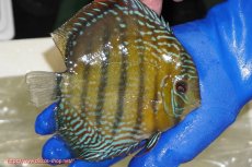 画像5: 【ウィンターセール対象個体】【ワイルドディスカス】【通販】【未開の新産地個体】ラーゴサポ ミドルパールロイヤル【個体販売】15-16cm（生体）ラーゴサポ産 (5)