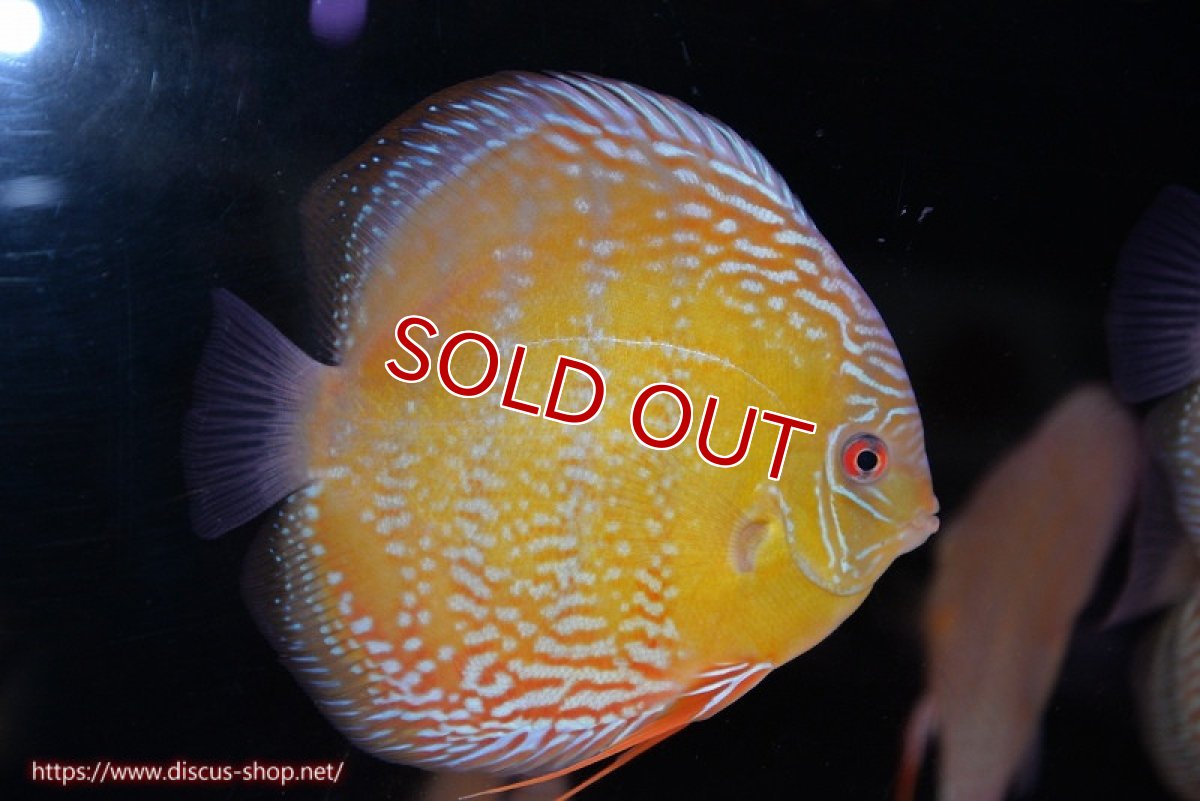 画像1: 【ワイルドディスカス】【通販】【未開の新産地個体】ラーゴサポ ミドルパールロイヤル【個体販売】15-16cm（生体）ラーゴサポ産 (1)