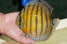 画像1: 【ワイルドディスカス】【通販】【未開の新産地個体】ラーゴサポ ミドルパールロイヤル【個体販売】15-16cm(生体)(生体)ラーゴサポ産 (1)