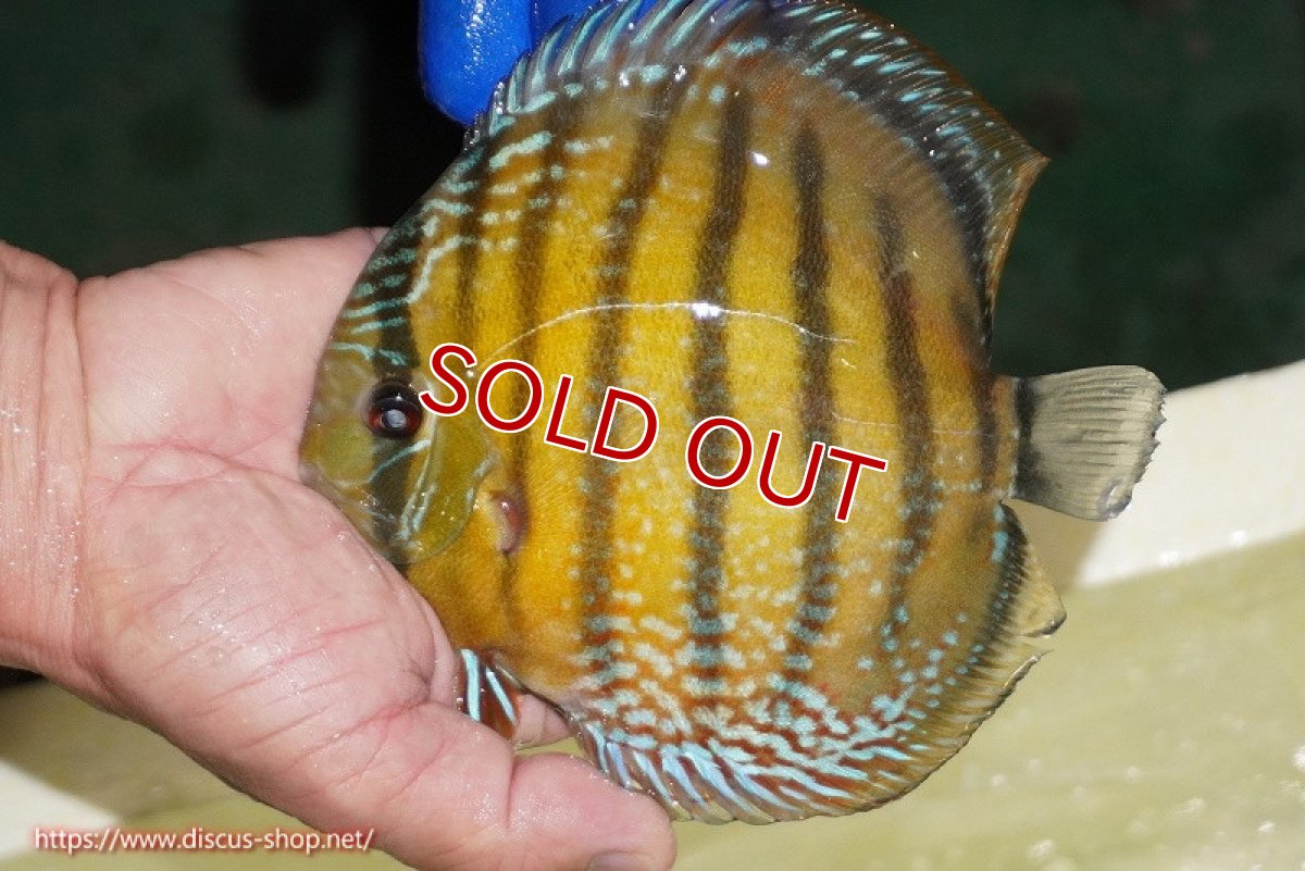 画像2: 【ワイルドディスカス】【通販】【未開の新産地個体】ラーゴサポ ミドルパールロイヤル【個体販売】15-16cm（生体）ラーゴサポ産 (2)