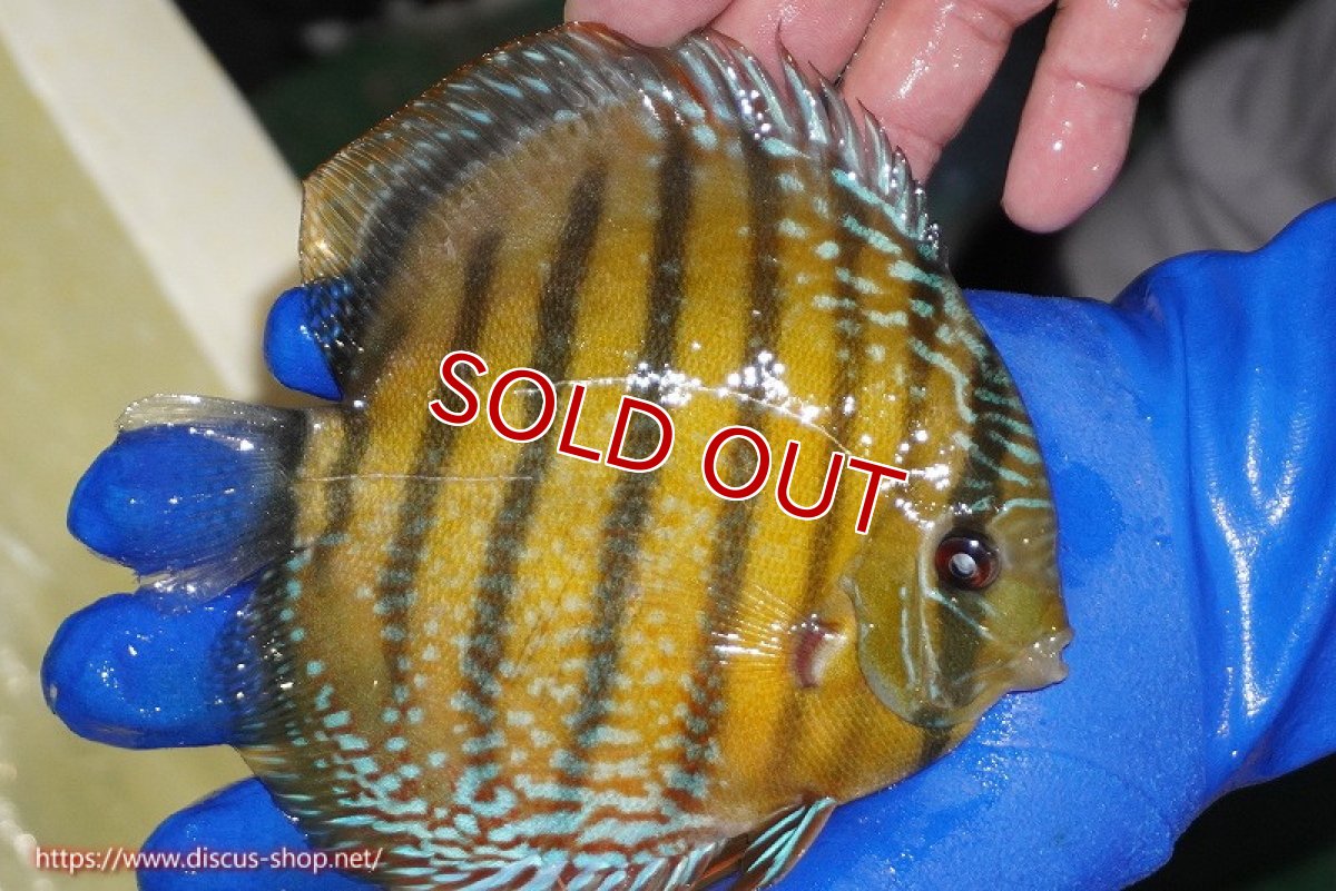 画像3: 【ワイルドディスカス】【通販】【未開の新産地個体】ラーゴサポ ミドルパールロイヤル【個体販売】15-16cm（生体）ラーゴサポ産 (3)