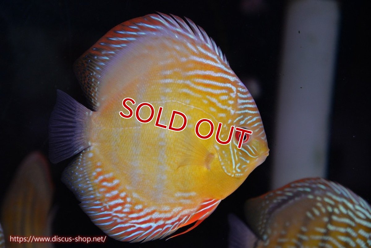 画像1: 【除夜の鐘48000円】【ワイルドディスカス】【通販】【未開の新産地個体】ラーゴサポ ミドルパールロイヤル【個体販売】15-16cm（生体）ラーゴサポ産 (1)