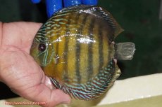 画像1: 【ワイルドディスカス】【通販】【未開の新産地個体】ラーゴサポ ミドルパールロイヤル【個体販売】15-16cm(生体)(生体)ラーゴサポ産 (1)