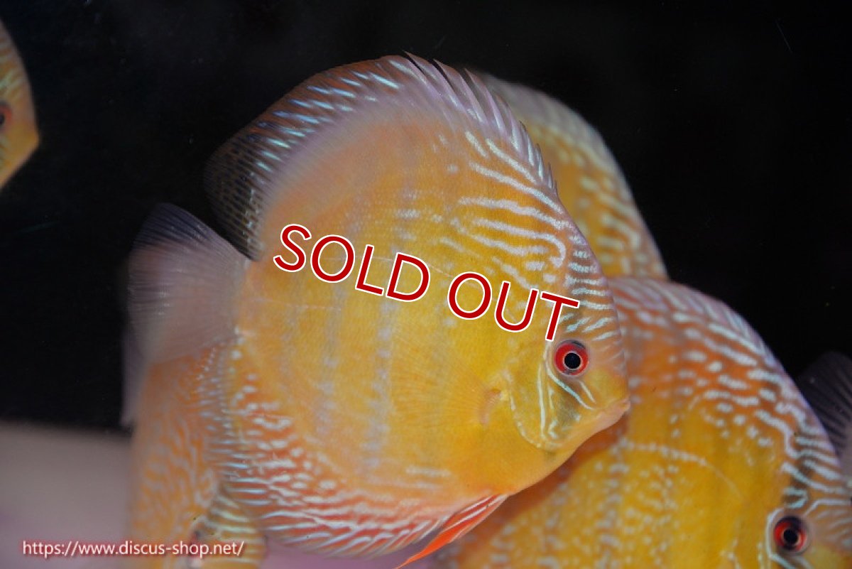 画像2: 【除夜の鐘48000円】【ワイルドディスカス】【通販】【未開の新産地個体】ラーゴサポ ミドルパールロイヤル【個体販売】15-16cm（生体）ラーゴサポ産 (2)