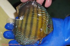 画像2: 【ワイルドディスカス】【通販】【未開の新産地個体】ラーゴサポ ミドルパールロイヤル【個体販売】15-16cm(生体)(生体)ラーゴサポ産 (2)