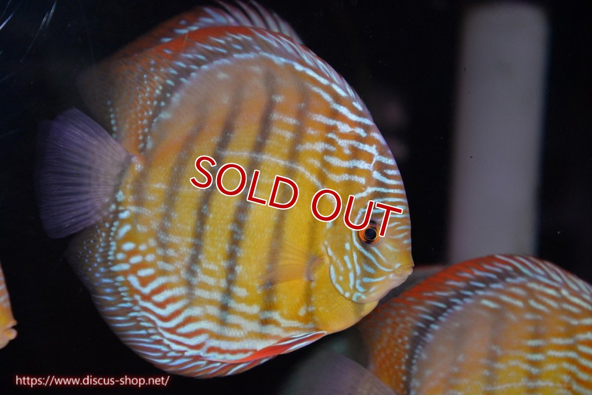 画像2: 【ウィンターセール対象個体】【ワイルドディスカス】【通販】【未開の新産地個体】ラーゴサポ ミドルパールロイヤル（オレンジ目）【個体販売】15-16cm（生体）ラーゴサポ産 (2)