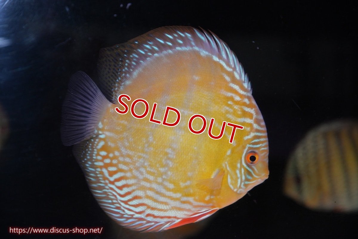 画像3: 【ウィンターセール対象個体】【ワイルドディスカス】【通販】【未開の新産地個体】ラーゴサポ ミドルパールロイヤル（オレンジ目）【個体販売】15-16cm（生体）ラーゴサポ産 (3)