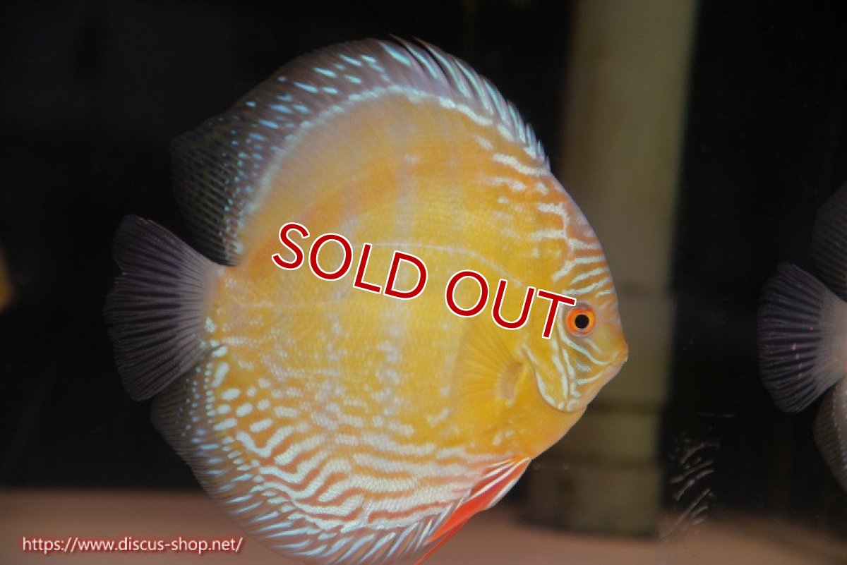 画像4: 【ウィンターセール対象個体】【ワイルドディスカス】【通販】【未開の新産地個体】ラーゴサポ ミドルパールロイヤル（オレンジ目）【個体販売】15-16cm（生体）ラーゴサポ産 (4)