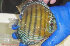 画像4: 【ウィンターセール対象個体】【ワイルドディスカス】【通販】【未開の新産地個体】ラーゴサポ ミドルパールロイヤル【個体販売】15-16cm（生体）ラーゴサポ産 (4)