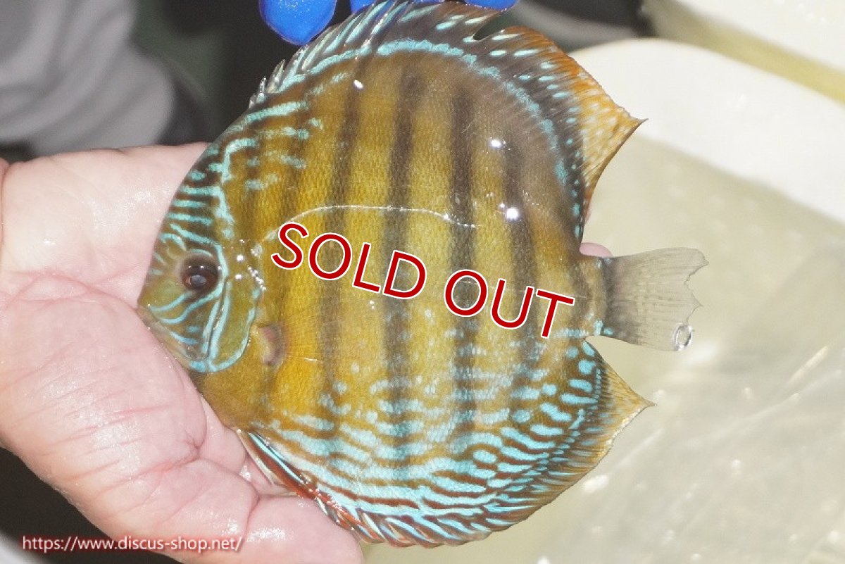 画像5: 【ウィンターセール対象個体】【ワイルドディスカス】【通販】【未開の新産地個体】ラーゴサポ ミドルパールロイヤル（オレンジ目）【個体販売】15-16cm（生体）ラーゴサポ産 (5)