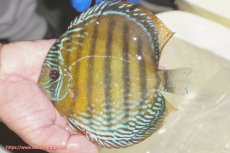 画像5: 【ウィンターセール対象個体】【ワイルドディスカス】【通販】【未開の新産地個体】ラーゴサポ ミドルパールロイヤル（オレンジ目）【個体販売】15-16cm（生体）ラーゴサポ産 (5)