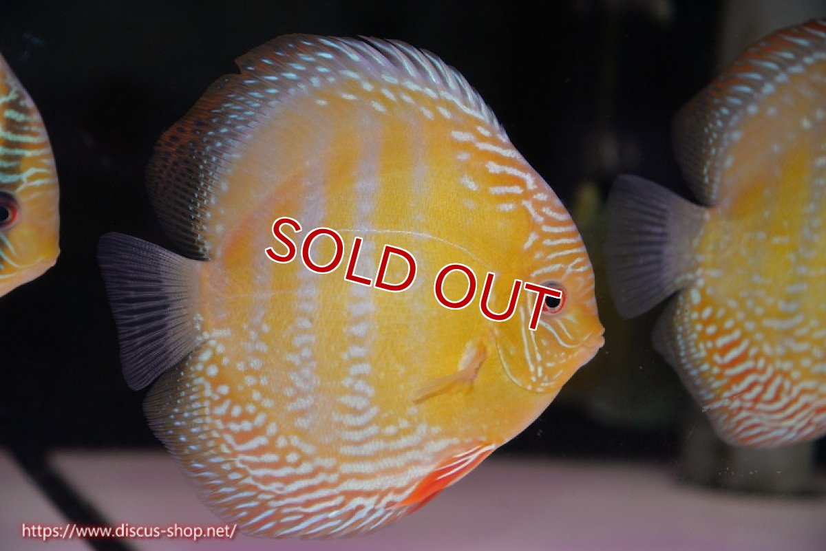 画像2: 【ワイルドディスカス】【通販】【未開の新産地個体】ラーゴサポ ミドルパールロイヤル【個体販売】15-16cm（生体）ラーゴサポ産 (2)