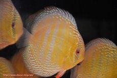 画像3: 【ワイルドディスカス】【通販】【未開の新産地個体】ラーゴサポ ミドルパールロイヤル【個体販売】15-16cm（生体）ラーゴサポ産 (3)