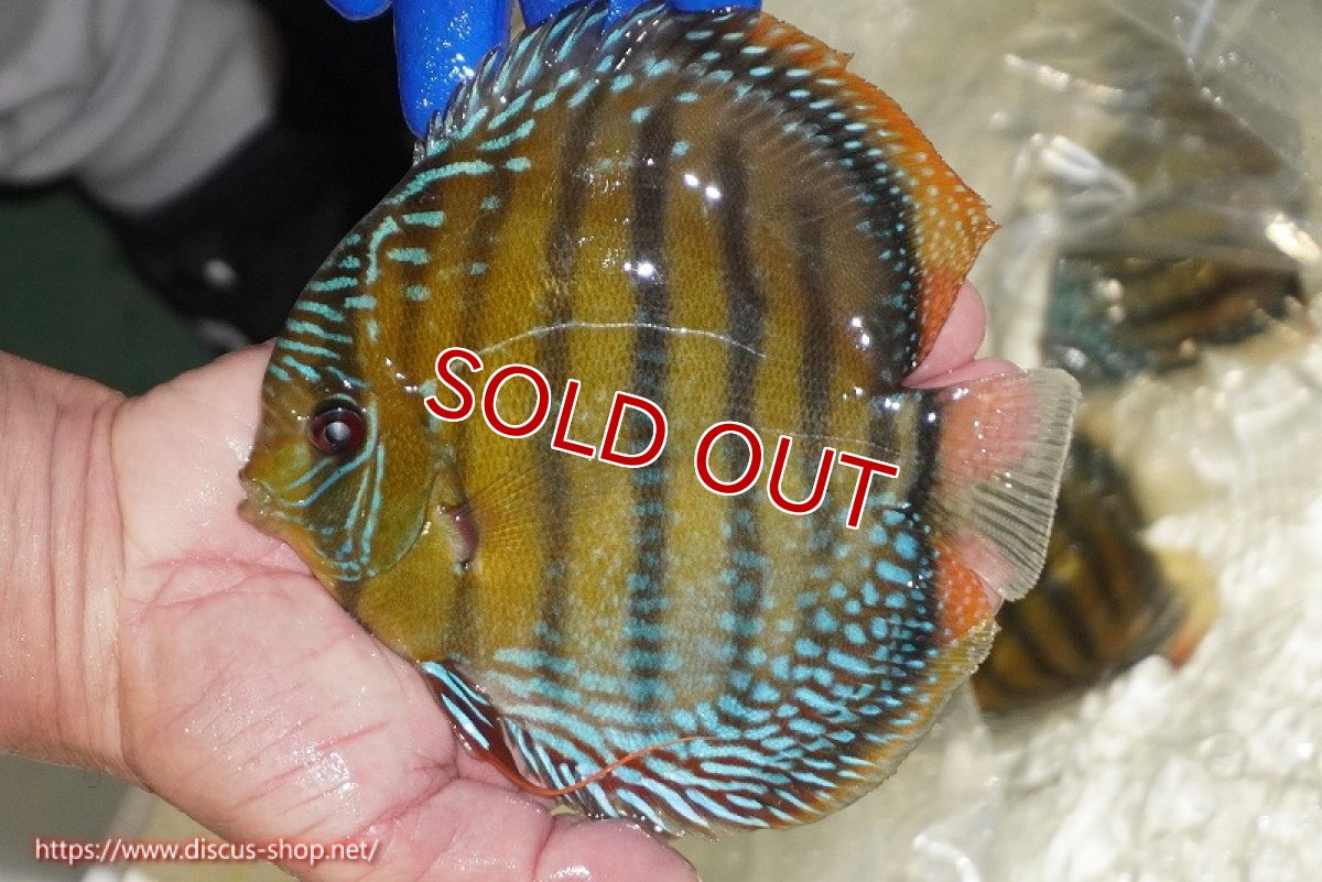 画像5: 【ワイルドディスカス】【通販】【未開の新産地個体】ラーゴサポ ミドルパールロイヤル【個体販売】15-16cm（生体）ラーゴサポ産 (5)