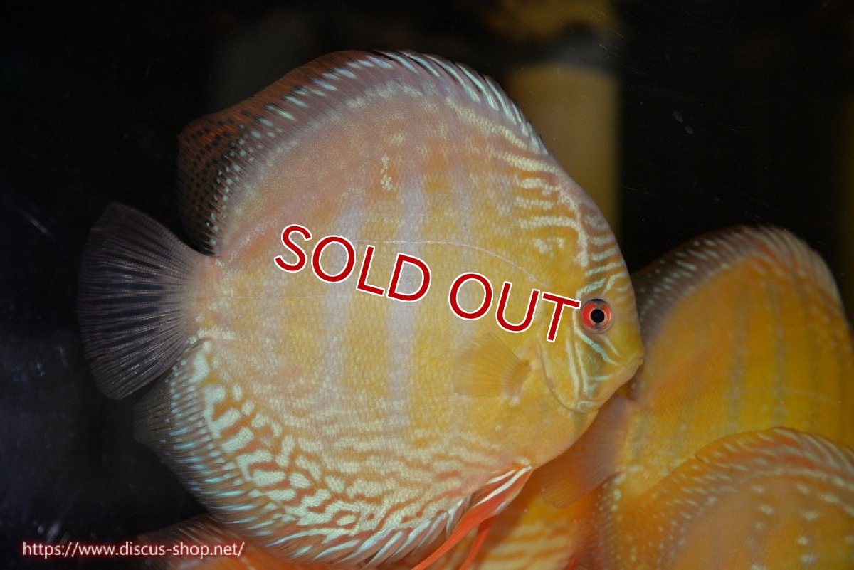 画像1: 【ワイルドディスカス】【通販】【未開の新産地個体】ラーゴサポ ミドルパールロイヤル【個体販売】15-16cm（生体）ラーゴサポ産 (1)